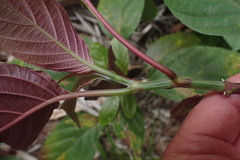 Justicia carnea