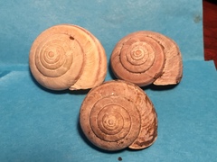 Helminthoglypta dupetithouarsi