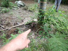 Justicia carnea