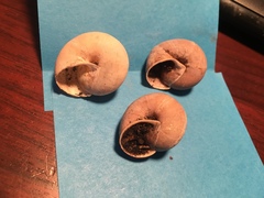 Helminthoglypta dupetithouarsi