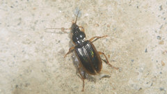 Loxoncus circumcinctus