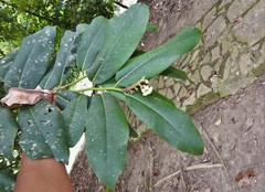 Diospyros blancoi