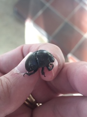 Geotrupes blackburnii