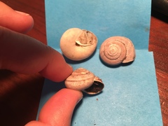 Helminthoglypta dupetithouarsi