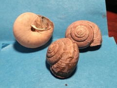 Helminthoglypta dupetithouarsi