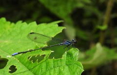 Argia frequentula