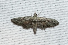 Eupithecia longidens