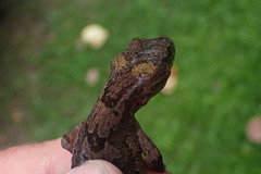 Dactylocnemis pacificus