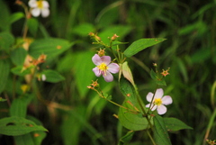 Chaetogastra paratropica