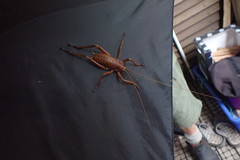 Deinacrida heteracantha