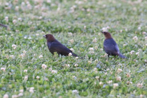 Brown-headed Cowbird photographed in Louisiana