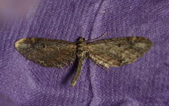 Eupithecia subapicata