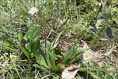 Brachyscome decipiens