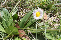 Brachyscome decipiens