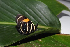 Callicore lyca aerias