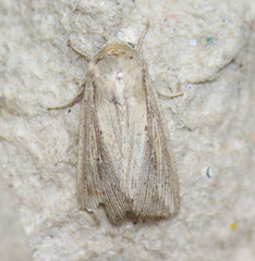 Leucania oaxacana