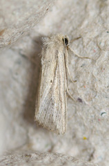 Leucania oaxacana