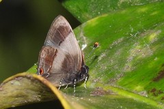 Lamprospilus collucia