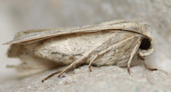 Leucania oaxacana