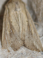 Leucania oaxacana
