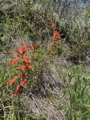 Castilleja subinclusa