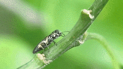 Agrilus lacustris