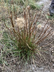 Microseris scapigera