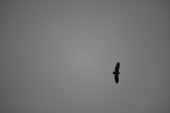 Haliaeetus albicilla