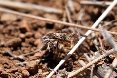 Leiopodus singularis