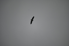 Haliaeetus albicilla