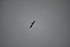 Haliaeetus albicilla