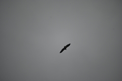 Haliaeetus albicilla