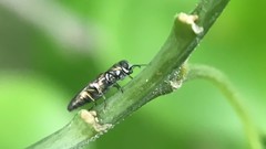 Agrilus lacustris