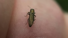 Agrilus lacustris