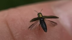 Agrilus lacustris