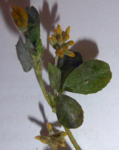 Erysiphe trifoliorum image