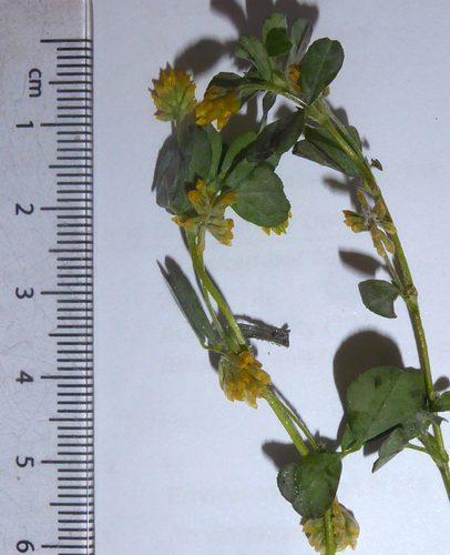 Erysiphe trifoliorum image
