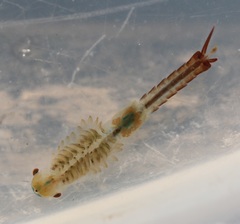 Eubranchipus neglectus