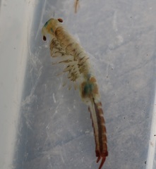 Eubranchipus neglectus