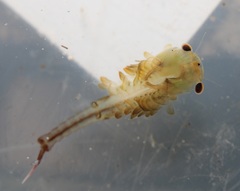 Eubranchipus neglectus