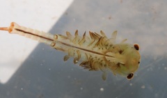 Eubranchipus neglectus