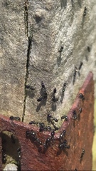 Technomyrmex jocosus