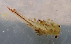 Eubranchipus neglectus