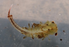 Eubranchipus neglectus