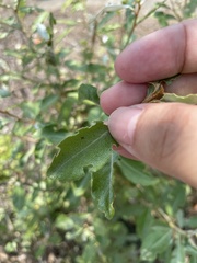 Elaeagnus oldhamii