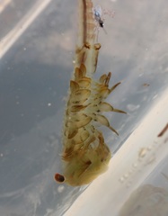 Eubranchipus neglectus