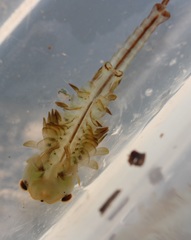 Eubranchipus neglectus