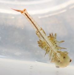 Eubranchipus neglectus