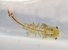 Eubranchipus neglectus