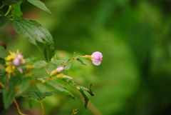 Chaetogastra paratropica